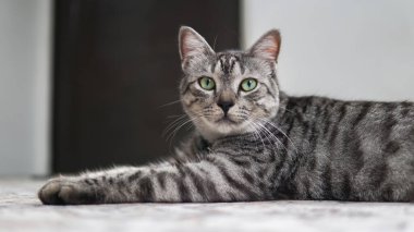 portre sevimli bir gri kedi