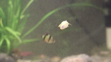 A snail in an aquarium cleans the glass from dirt while fish swim in the background