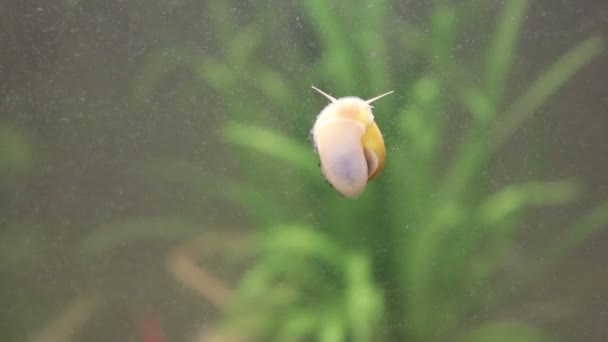 Yellow Aquarium Snail Eats Plaque Dirty Glass Freshwater Aquarium — Video