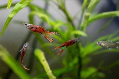 Canlı bir sualtı sahnesinde canlı yeşil su bitkileri arasında yüzen çeşitli renk ve cinsiyetlerden bir grup gupi ve Molly balığı yer alıyor. Görüntü, popüler akvaryum sakinlerinin dinamik hareketlerini ve benzersiz şablonlarını yakalıyor.