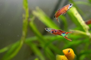 Benzersiz desenli, renkli bir kuyruğu ve canlı turuncu bir vücudu olan balık balığının çarpıcı yakın çekimi. Balık, açık bir akvaryumda yüzerken yakalanıyor. Arka planda yumuşak odaklı yeşil su bitkileri var. Karmaşık detayları vurguluyor.