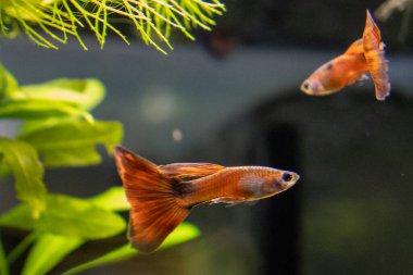 Enfes bir turuncu gupi balığının yakın çekimi, akvaryumda zarif bir şekilde yüzüyor. Balıkların canlı renkleri yemyeşil su bitkilerine karşı durarak çok güzel bir sualtı manzarası yaratıyor. Bu resim de öyle.