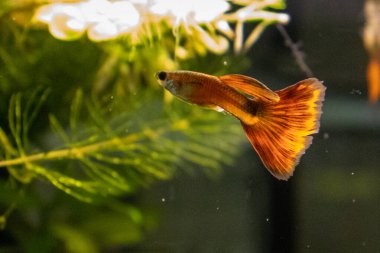 Bir akvaryumda zarif bir şekilde yüzen tek bir turuncu gupi balığının güzel bir görüntüsü. Profilde gösterilen balık, parlak gövdesini vurguluyor ve güzel turuncu ve siyah renklerle karışık bir şekilde yelpazelenmiş kuyruğunu gösteriyor. Çevredeki çevre