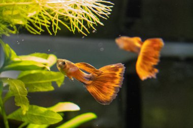 Akvaryum ortamında hareket halindeki turuncu bir gupi balığının çarpıcı görüntüsü. Yelpaze benzeri kuyruğu ve akan yüzgeçleri bulanık yeşil su bitkilerine vurgulanıyor ve karmaşık ayrıntılar ve canlı renkler gözler önüne seriliyor. Odaklanma.