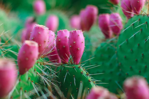 Kaktus Kwitnie Różowymi Kwiatami Kaktusy Rosną Zewnątrz Zbliżenie Zdjęcia Kwitnącego — Zdjęcie stockowe