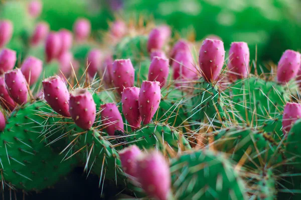 Kaktus Kwitnie Różowymi Kwiatami Kaktusy Rosną Zewnątrz Zbliżenie Zdjęcia Kwitnącego — Zdjęcie stockowe