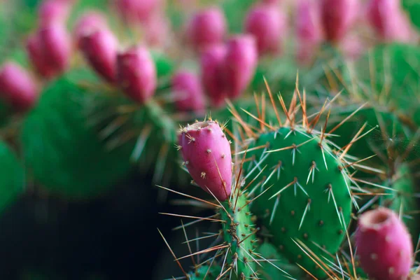 Cactus Florece Con Flores Rosadas Cactus Crece Aire Libre Primer —  Fotos de Stock