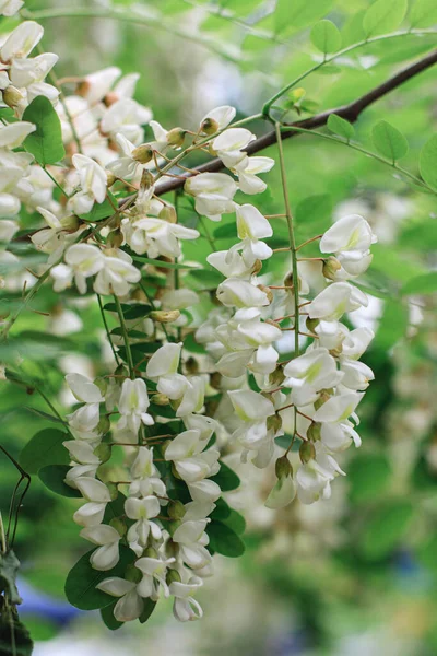 Jarní Květy Bílé Akácie Větev Bílé Okárie Květy Jaře Sezónní — Stock fotografie
