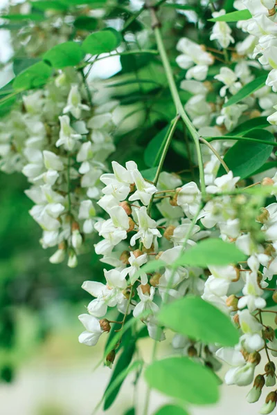 Tavaszi Fehér Akácvirág Fehér Ocacia Virágokkal Tavasszal Fák Szezonális Virágzása — Stock Fotó