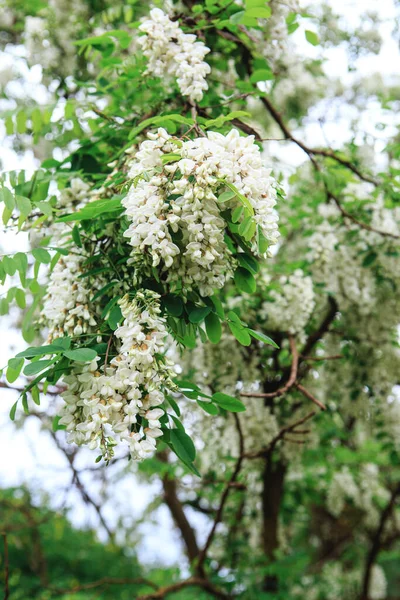 Floraciones Primavera Acacia Blanca Una Rama Ocacia Blanca Con Flores —  Fotos de Stock