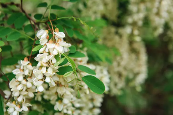 Floraison Printanière Acacia Blanc Une Branche Ocacia Blanche Avec Des — Photo