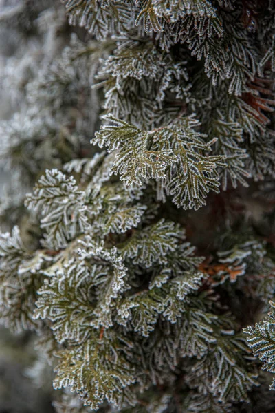 Zelené Prameny Thujy Pokryté Mrazem Během Prvního Mrazu — Stock fotografie