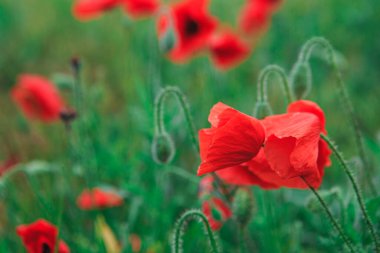 Çayırdaki kırmızı gelincik çiçekleri. Vahşi kırmızı gelincik çiçekleri