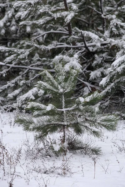 Hóval Borított Kis Fenyőfa Kis Lucfenyő Háttérben Erdő Télen Növekedés — Stock Fotó