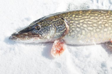 Taze yakalanmış yırtıcı balıklar karların üzerinde yatıyor. Soğuk bir günde kış balıkçılığı, karda balık avcılığı..