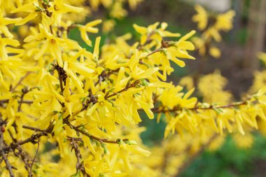 Baharın başlarında ağacın sarı çiçekleri. Güneşli bir günde açan bir ağacın bahar dalları