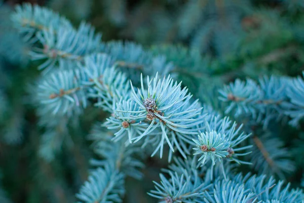蓝色云杉的针头特写 自然背景下的云杉树枝的特写 — 图库照片