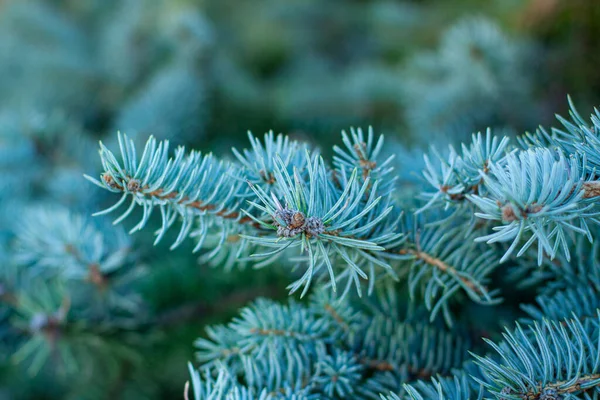 青いトウヒの針が閉じています 自然の背景にあるスプルースの木の枝のクローズアップ — ストック写真