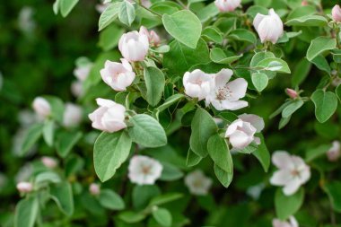 İlkbaharda bir dalda elma çiçek açar. Doğal ortamda çiçek açan bir elma ağacının dalı..