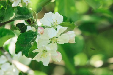 İlkbaharda çiçek açan meyve ağaçları. Meyve ağaçlarının çiçekleri..