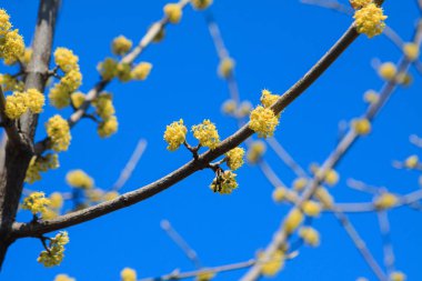 Bahar başında yapraklar açılmadan önce şişmiş tomurcukları olan bir ağaç dalı. Bahar ağacı ilk sıcaklıkta çiçek açmadan önce dallanır..