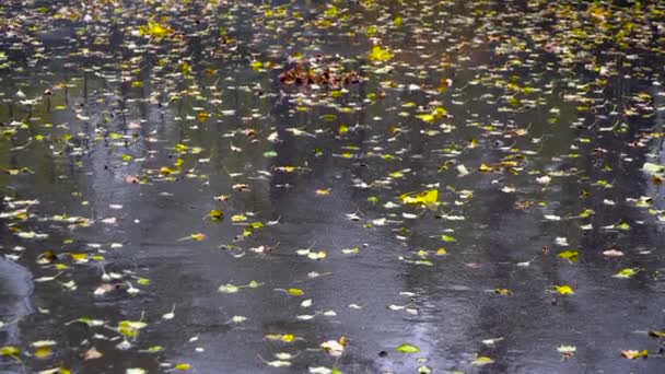 Kavak Yapraklarıyla Kaplı Asfalta Yağmur Damlaları Düşer Yağmur Yağdığında Asfalt — Stok video