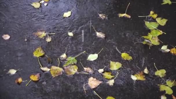 Esőcseppek Nyárfalevéllel Borított Aszfaltra Hullanak Lehullott Őszi Levelek Fekete Aszfalton — Stock videók