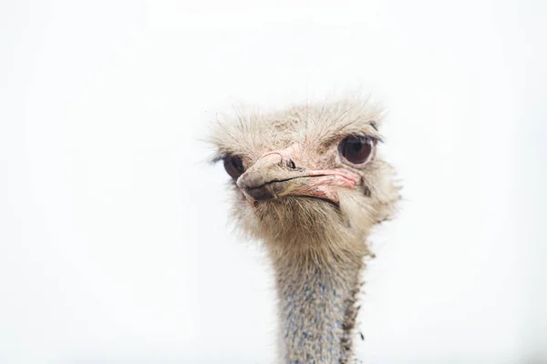 The head of a dirty ostrich close-up on a light background. Close-up portrait of the animal, the background is blurred.