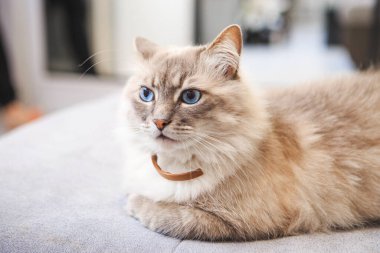 Kabarık mavi gözlü bir kedi parlak bir odadaki bir kanepede uzanıyor. Kameraya bakan hayvanın yakın plan portresi..