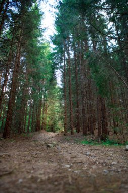 Kozalaklı ormanda bir yürüyüş patikası var. Ormanın içine bak..