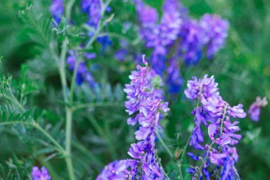 Açık havada yetişen kışlık vernik ya da kıllı vernik, mor çiçeklere yakın çekim ve yünlü vernik (Vicia villos) bahçede ya da vahşi doğada çiçek açması..