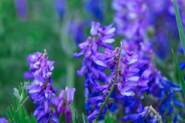 Açık havada yetişen kışlık vernik ya da kıllı vernik, mor çiçeklere yakın çekim ve yünlü vernik (Vicia villos) bahçede ya da vahşi doğada çiçek açması..