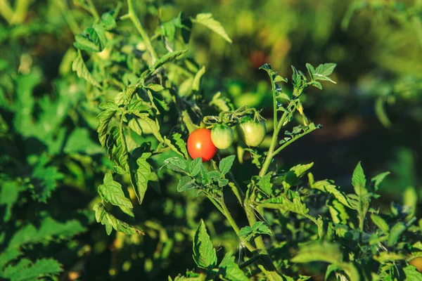 Tomates Amadurecendo Uma Cama Dia Ensolarado Cultivar Tomate Terreno Aberto Fotografia De Stock