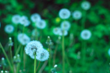 Close-up of a white dandelion on a green natural background. Dandelion inflorescences in summer or spring