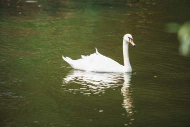 A white swan swims in a fresh water pond in the shade of trees in summer. A large white bird in a pond with a greenish tint of water.