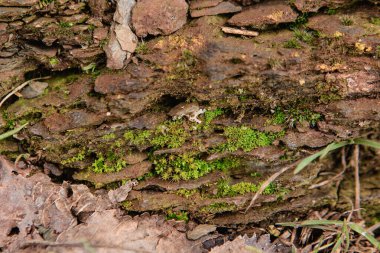Green moss grows on red rock . Plants on old rocks under the open sky.