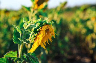 Tarımsal bir tarlada ayçiçeği. Gün batımında ya da şafak vaktinde ayçiçeği