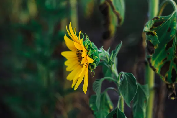 Sunflower flower in an agricultural field. Sunflower in sunset or dawn sunlight