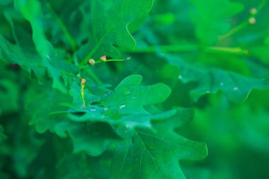 Yağmur damlaları ya da sulu yeşil meşe yapraklarının üzerindeki çiy damlaları.