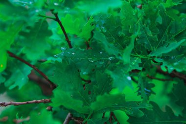 Yağmur damlaları ya da sulu yeşil meşe yapraklarının üzerindeki çiy damlaları.
