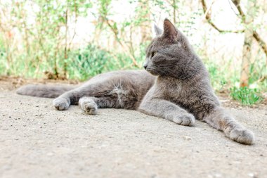 Bahçedeki asfaltta gri bir kedi yatıyor..