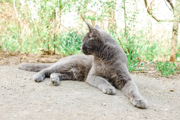 Bahçedeki asfaltta gri bir kedi yatıyor..