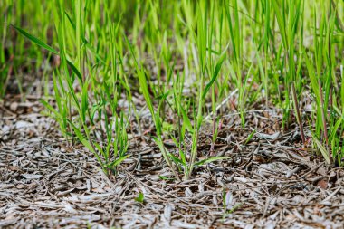 Geçen yılın yapraklarıyla kaplı topraktan çim filizleri. Parlak güneşte bahar yeşili çimenler