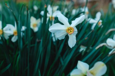 Soğuk renklerde beyaz nergis çiçeği ilkbaharın başlarında açar. Çekilen çiçekler doğal ortamlarında yakınlaşır.
