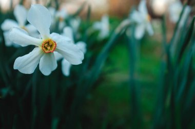 Soğuk renklerde beyaz nergis çiçeği ilkbaharın başlarında açar. Çekilen çiçekler doğal ortamlarında yakınlaşır.