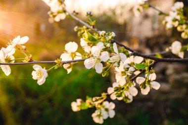 Baharda çiçek açan elma ağaçları. Çiçekli bir elma ağacının dalı. Bahar ağaçları..