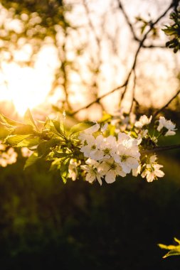 Baharda çiçek açan elma ağaçları. Çiçekli bir elma ağacının dalı. Bahar ağaçları..