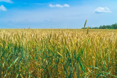 Parlak güneşli bir günde mavi gökyüzü olan bir çavdar tarlası.