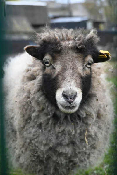Mouton Mignon Couleur Grise Avec Visage Noir Regarde Dans Caméra — Photo
