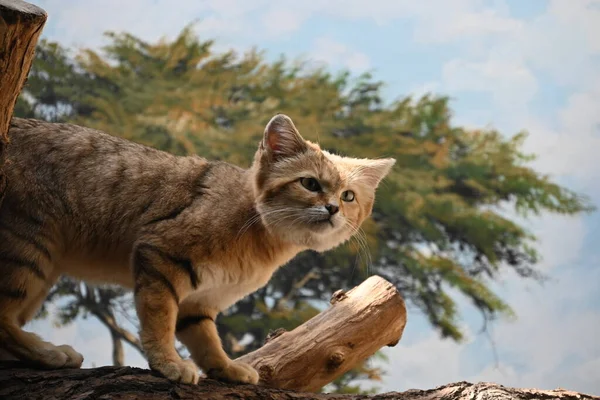 A sand cat (felis margarita) is sitting on a tree and looking intently in one direction at the zoo